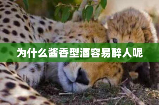 为什么酱香型酒容易醉人呢