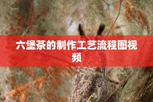 六堡茶的制作工艺流程图视频