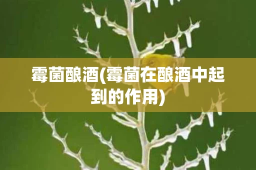 霉菌酿酒(霉菌在酿酒中起到的作用)