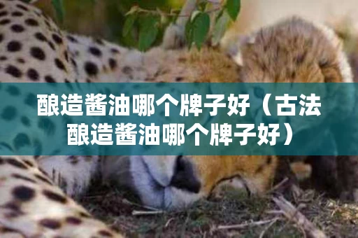 酿造酱油哪个牌子好（古法酿造酱油哪个牌子好）
