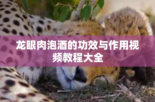 龙眼肉泡酒的功效与作用视频教程大全