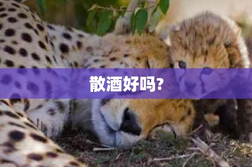 散酒好吗?