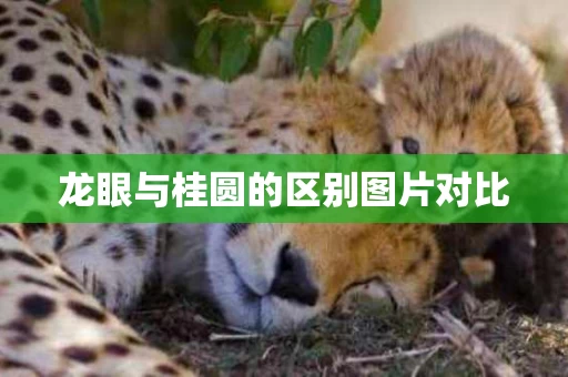 龙眼与桂圆的区别图片对比