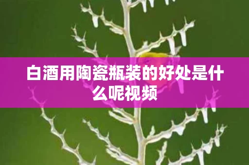 白酒用陶瓷瓶装的好处是什么呢视频