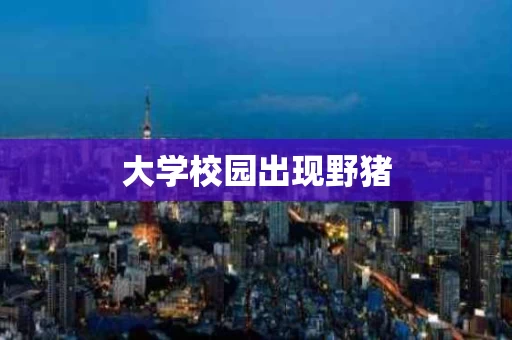 大学校园出现野猪