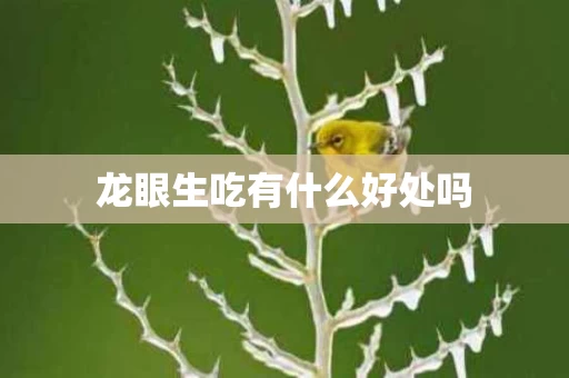 龙眼生吃有什么好处吗