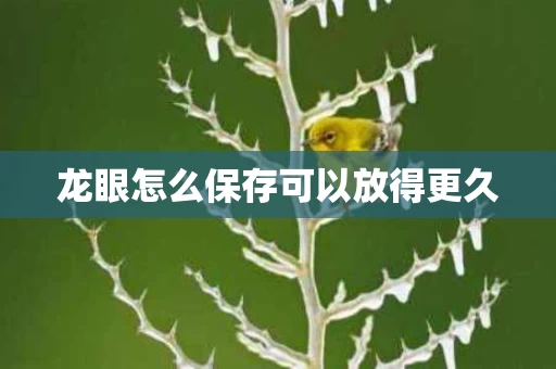 龙眼怎么保存可以放得更久