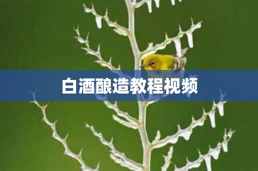 白酒酿造教程视频