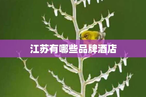 江苏有哪些品牌酒店