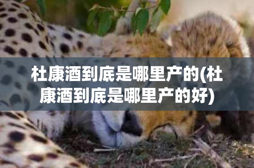 杜康酒到底是哪里产的(杜康酒到底是哪里产的好)