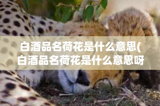 白酒品名荷花是什么意思(白酒品名荷花是什么意思呀)
