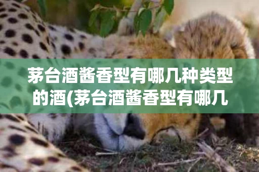 茅台酒酱香型有哪几种类型的酒(茅台酒酱香型有哪几种类型的酒呢)