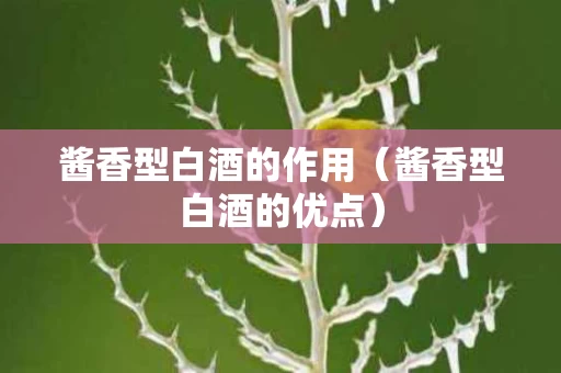 酱香型白酒的作用（酱香型白酒的优点）