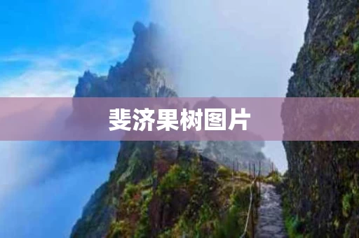 斐济果树图片