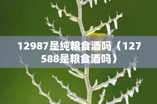12987是纯粮食酒吗（127588是粮食酒吗）