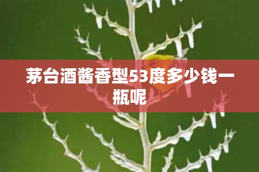 茅台酒酱香型53度多少钱一瓶呢
