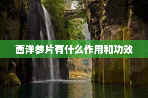 西洋参片有什么作用和功效