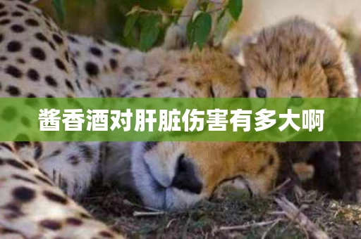 酱香酒对肝脏伤害有多大啊