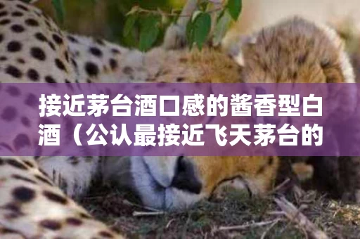 接近茅台酒口感的酱香型白酒（公认最接近飞天茅台的酒）