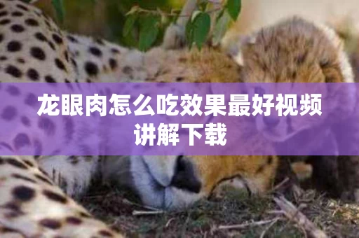 龙眼肉怎么吃效果最好视频讲解下载