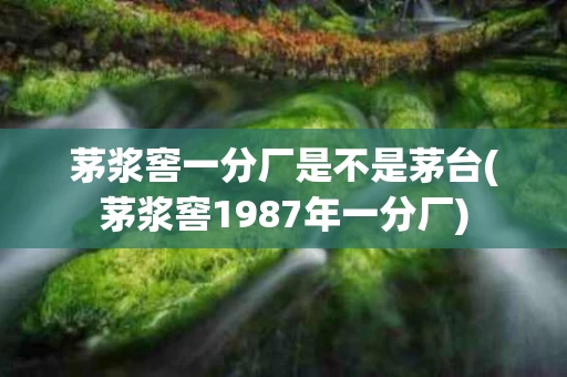 茅浆窖一分厂是不是茅台(茅浆窖1987年一分厂)