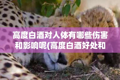 高度白酒对人体有哪些伤害和影响呢(高度白酒好处和坏处)