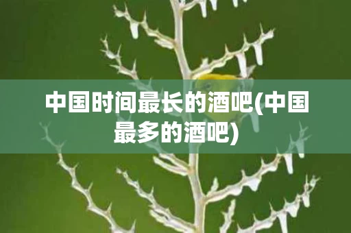 中国时间最长的酒吧(中国最多的酒吧)
