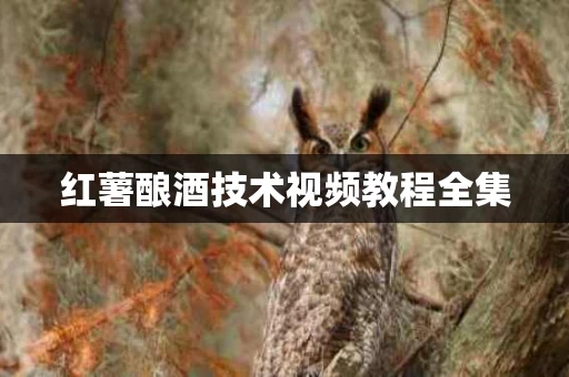 红薯酿酒技术视频教程全集
