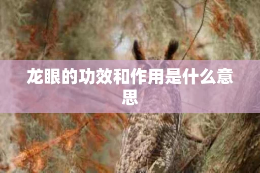 龙眼的功效和作用是什么意思