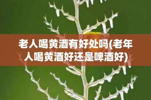 老人喝黄酒有好处吗(老年人喝黄酒好还是啤酒好)