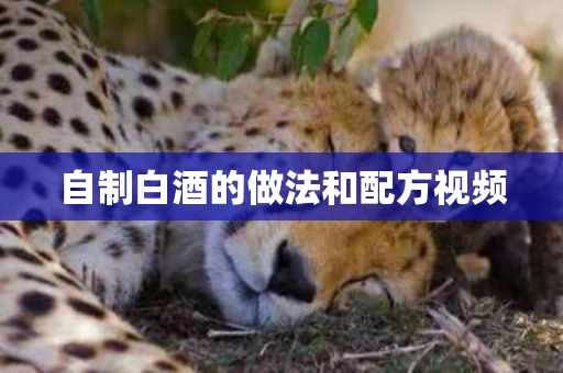 自制白酒的做法和配方视频