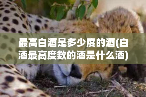 最高白酒是多少度的酒(白酒最高度数的酒是什么酒)