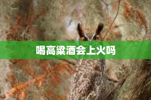 喝高粱酒会上火吗