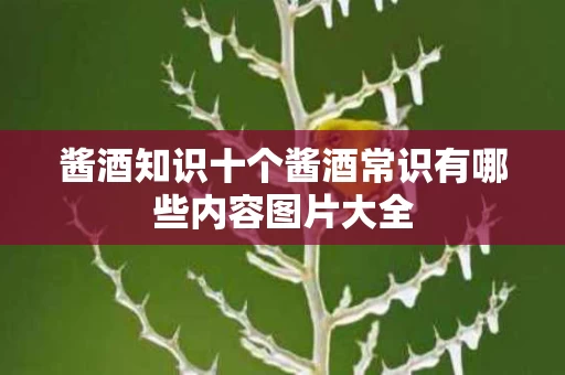 酱酒知识十个酱酒常识有哪些内容图片大全