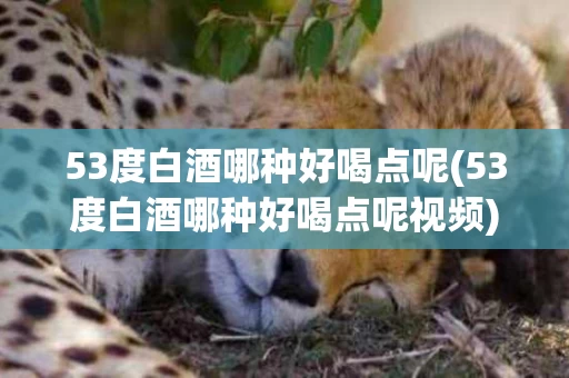 53度白酒哪种好喝点呢(53度白酒哪种好喝点呢视频)