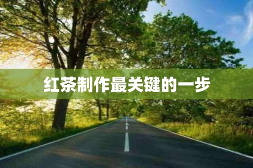红茶制作最关键的一步