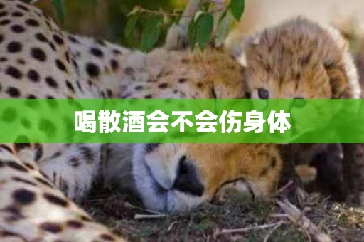 喝散酒会不会伤身体