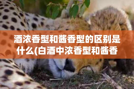 酒浓香型和酱香型的区别是什么(白酒中浓香型和酱香型的区别)