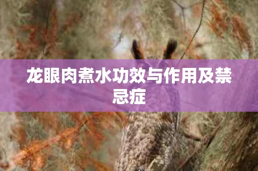 龙眼肉煮水功效与作用及禁忌症