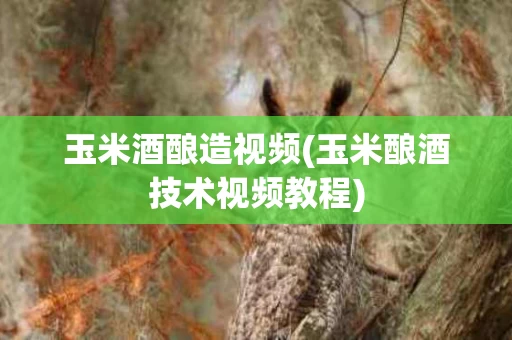 玉米酒酿造视频(玉米酿酒技术视频教程)
