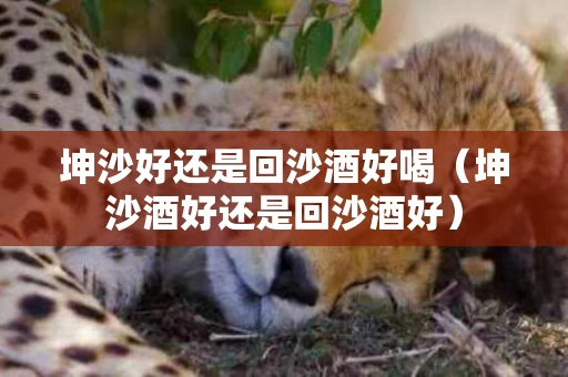 坤沙好还是回沙酒好喝（坤沙酒好还是回沙酒好）