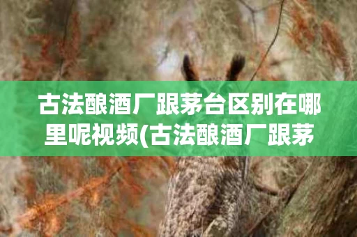 古法酿酒厂跟茅台区别在哪里呢视频(古法酿酒厂跟茅台区别在哪里呢视频介绍)