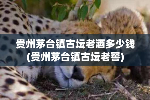 贵州茅台镇古坛老酒多少钱(贵州茅台镇古坛老窖)