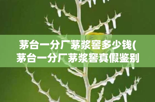 茅台一分厂茅浆窖多少钱(茅台一分厂茅浆窖真假鉴别)