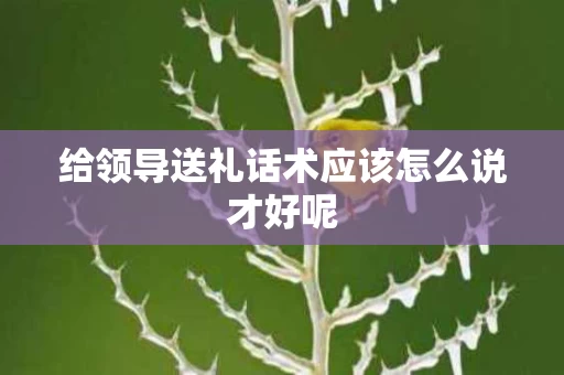 给领导送礼话术应该怎么说才好呢