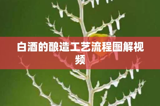 白酒的酿造工艺流程图解视频
