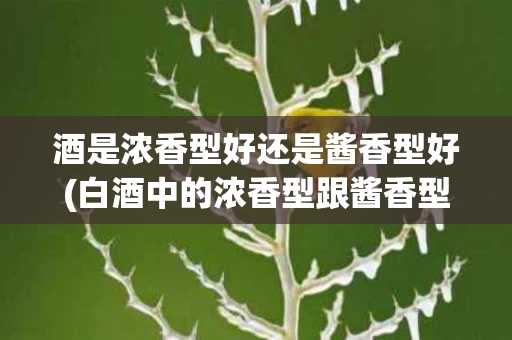 酒是浓香型好还是酱香型好(白酒中的浓香型跟酱香型的区别有什么)