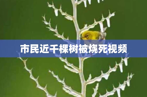 市民近千棵树被烧死视频