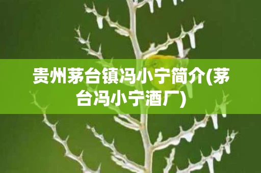 贵州茅台镇冯小宁简介(茅台冯小宁酒厂)