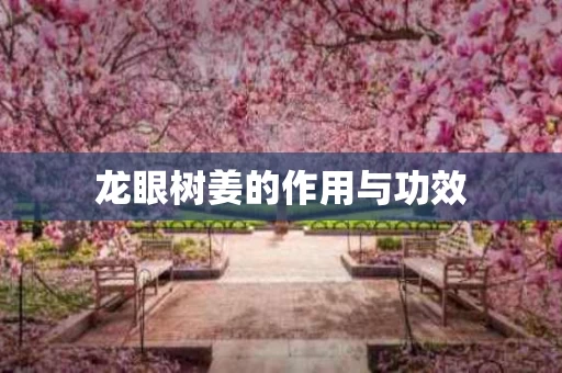 龙眼树姜的作用与功效